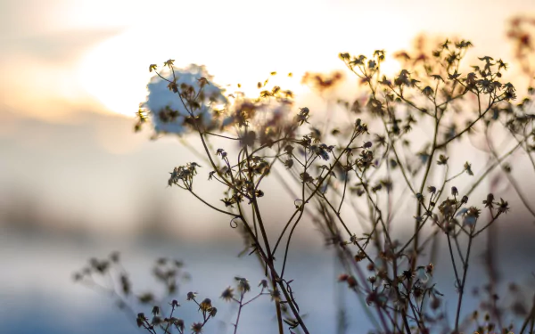 nature close-up HD Desktop Wallpaper | Background Image