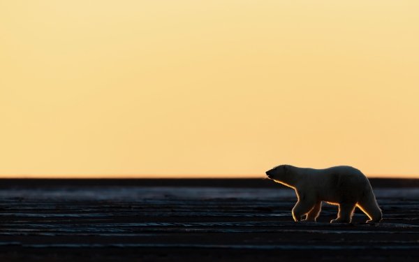 Animal Polar Bear Bears Sunset HD Wallpaper | Background Image