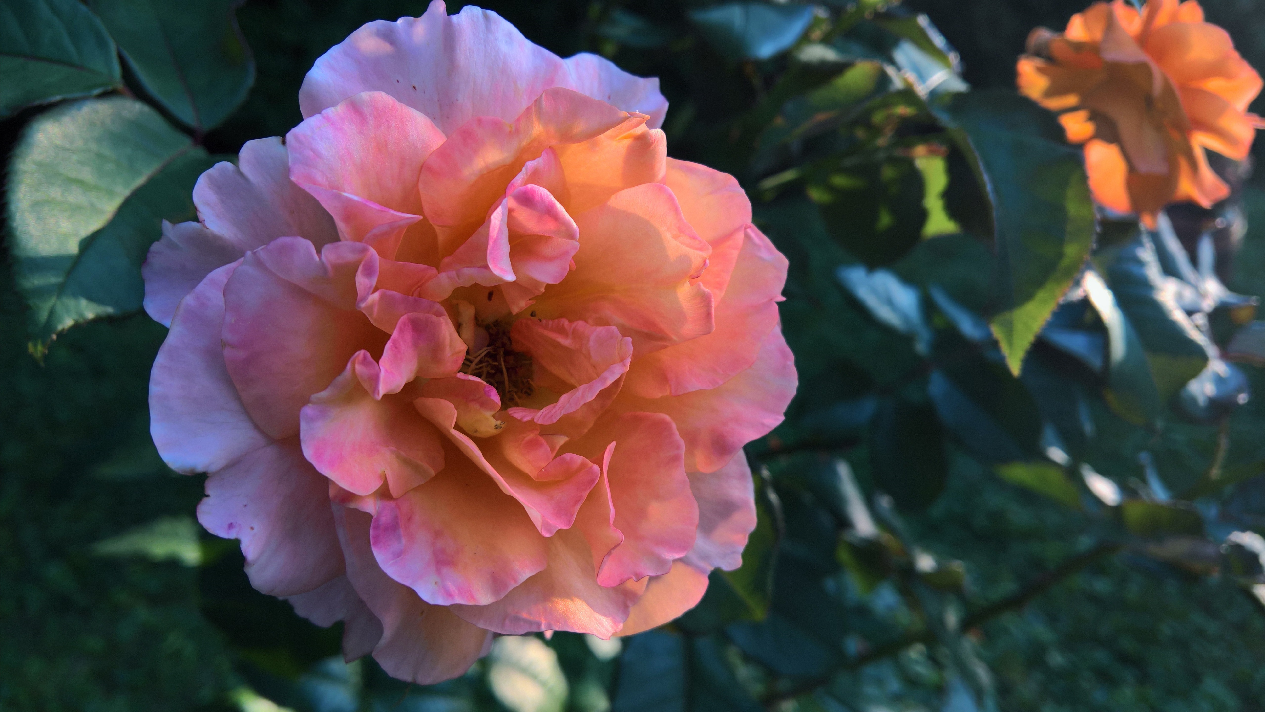 Download Pink Rose Pink Flower Flower Nature Rose 4k Ultra HD Wallpaper