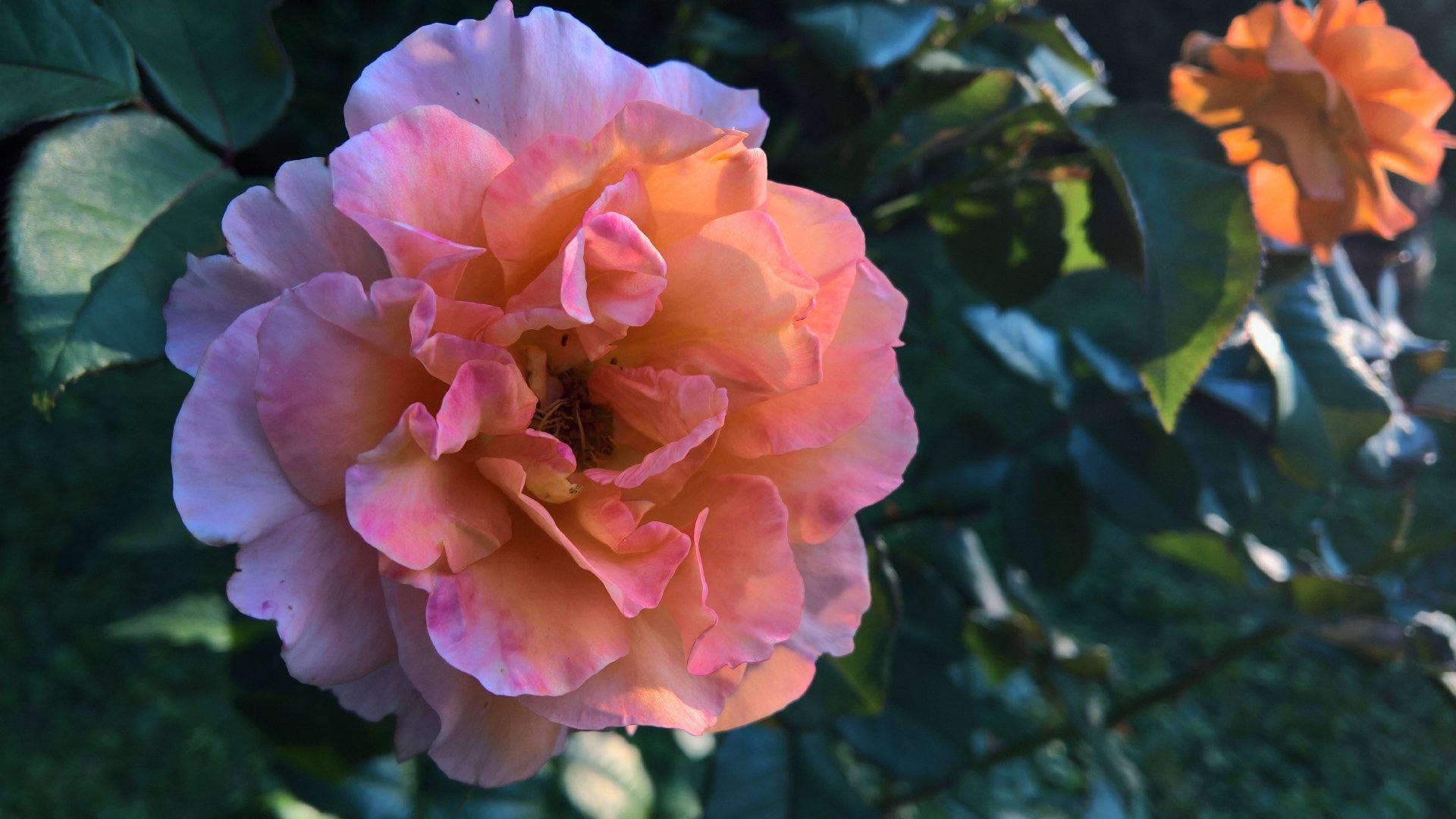 A detailed close-up of a pink rose in full bloom surrounded by green leaves, showcased as a vibrant 4K Ultra HD desktop wallpaper and background.