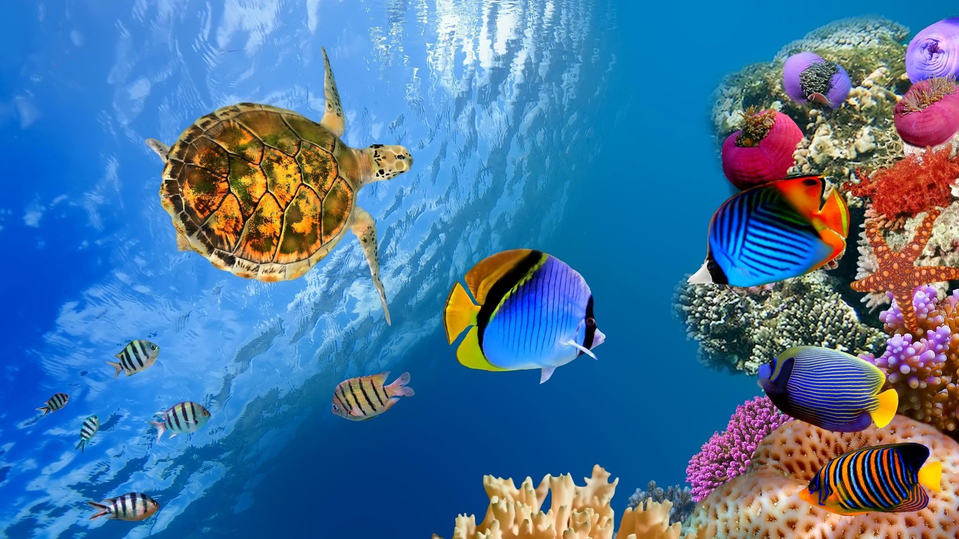 Download Turtle Fish Underwater Sea Ocean Animal Sea Life 4k Ultra HD