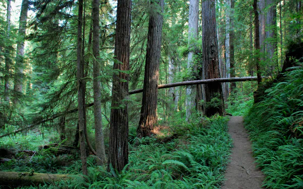 A serene redwood forest with towering trees and lush ferns lining a narrow path, captured in stunning 4K Ultra HD for a vibrant PC desktop background.
