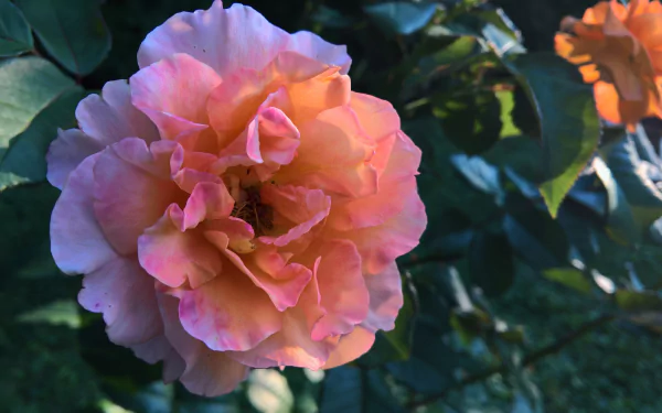 A detailed close-up of a pink rose in full bloom surrounded by green leaves, showcased as a vibrant 4K Ultra HD desktop wallpaper and background.