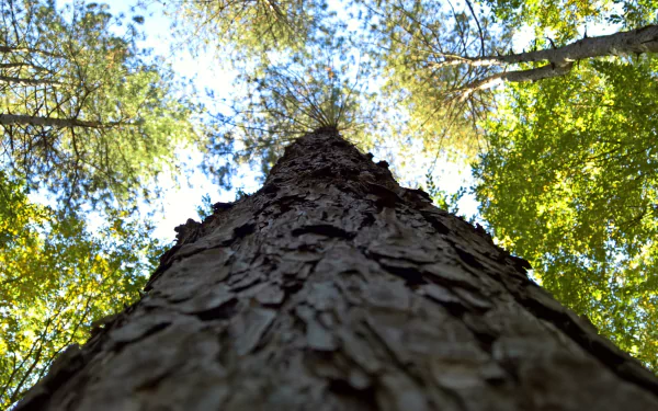  Tall Tree Canopy