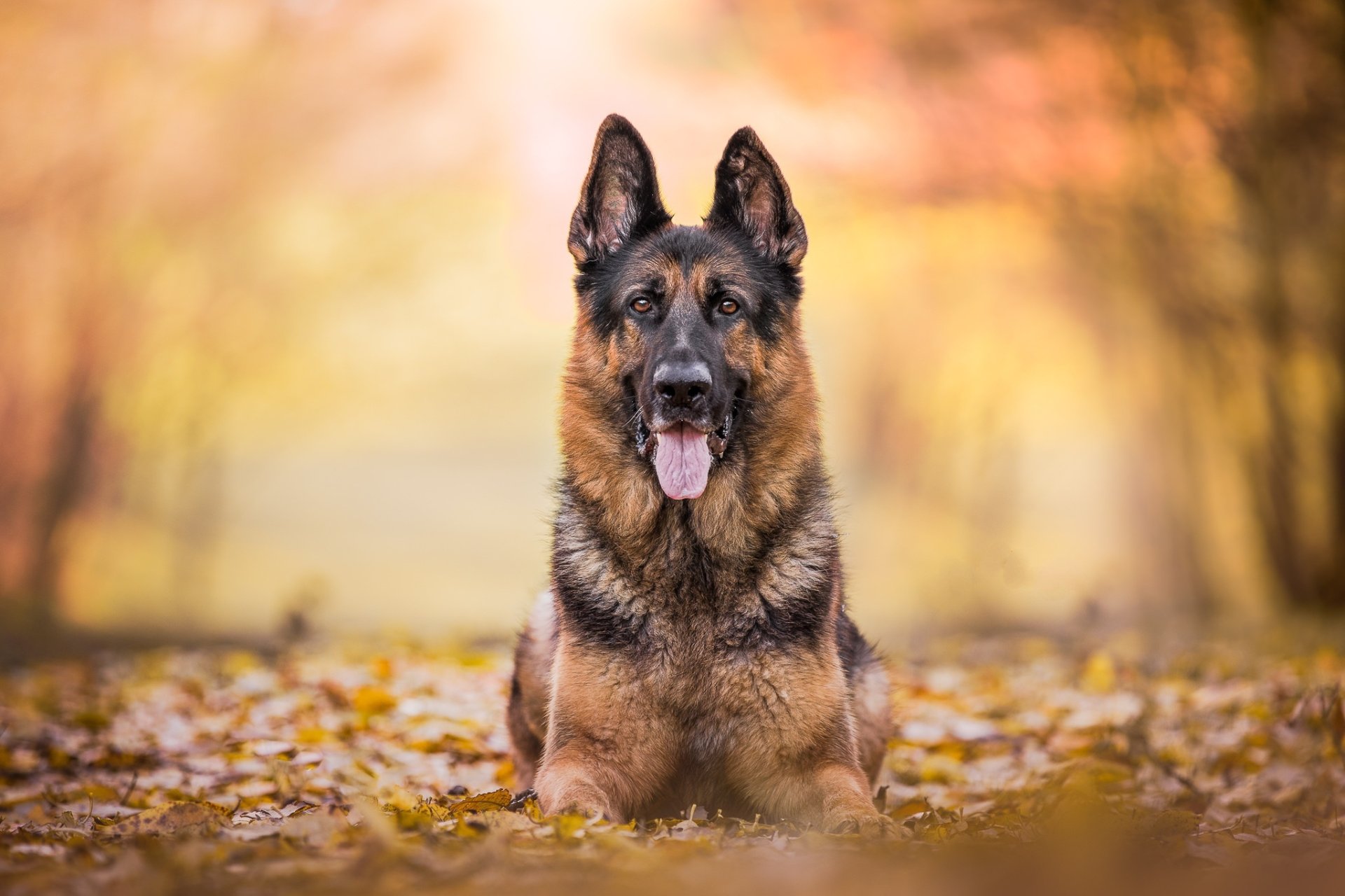 Download Depth Of Field Dog Animal German Shepherd HD Wallpaper