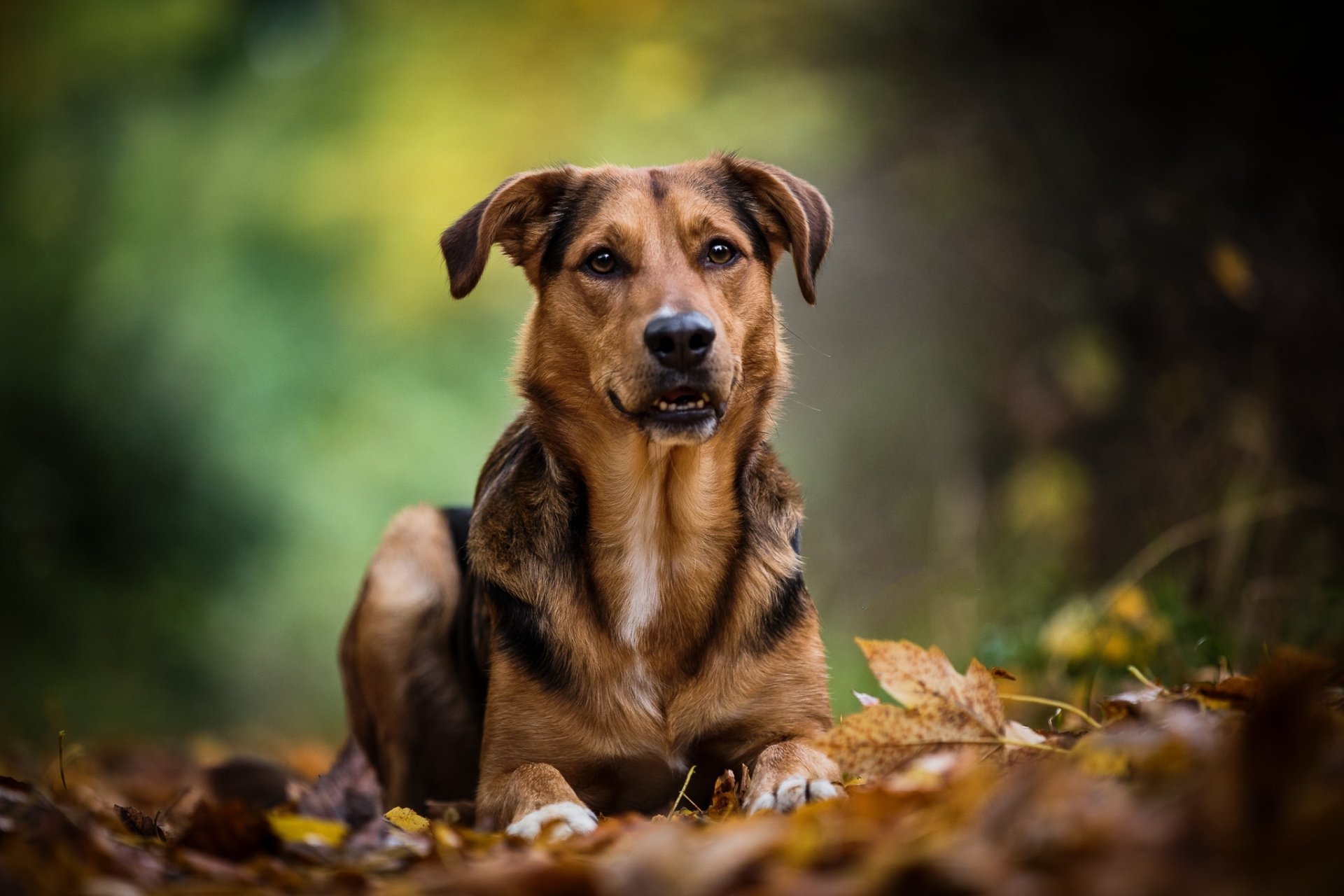Download Animal Dog HD Wallpaper | 2048x1365 | Wallpaper Abyss