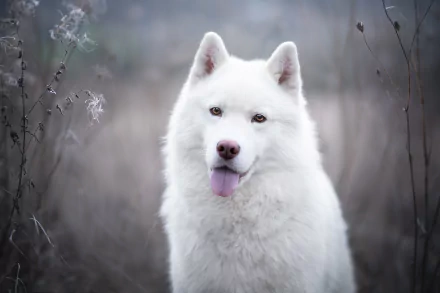 HD PC desktop wallpaper featuring a close-up of a white dog with its tongue out, set against a blurred natural background.