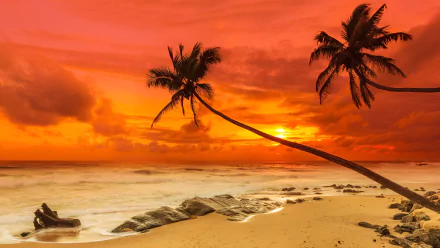Tropical beach at sunset with palm trees leaning over the sandy shore, ocean waves gently touching rocks, captured in stunning 8K Ultra HD resolution.