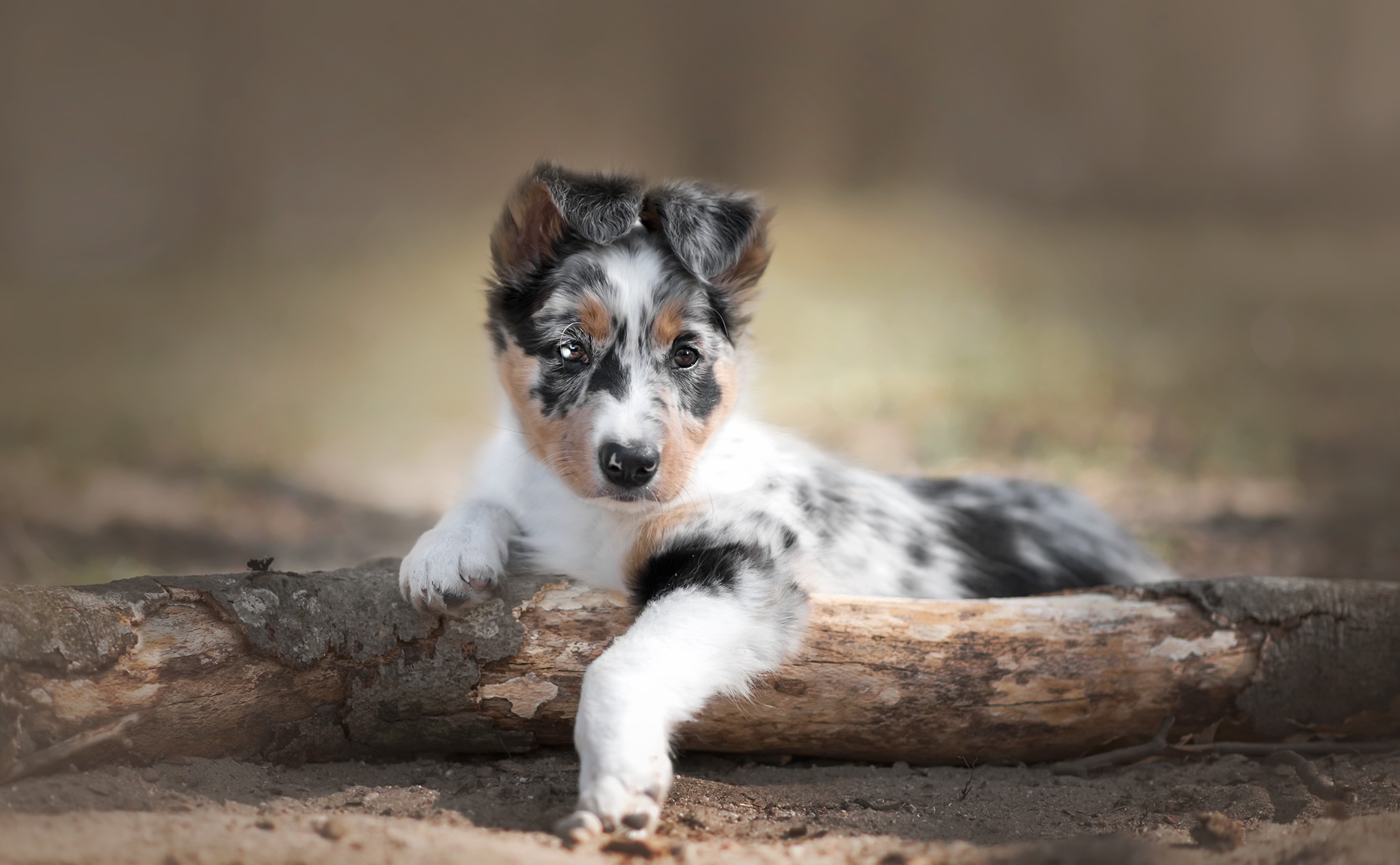 Australian Shepherd HD Wallpaper