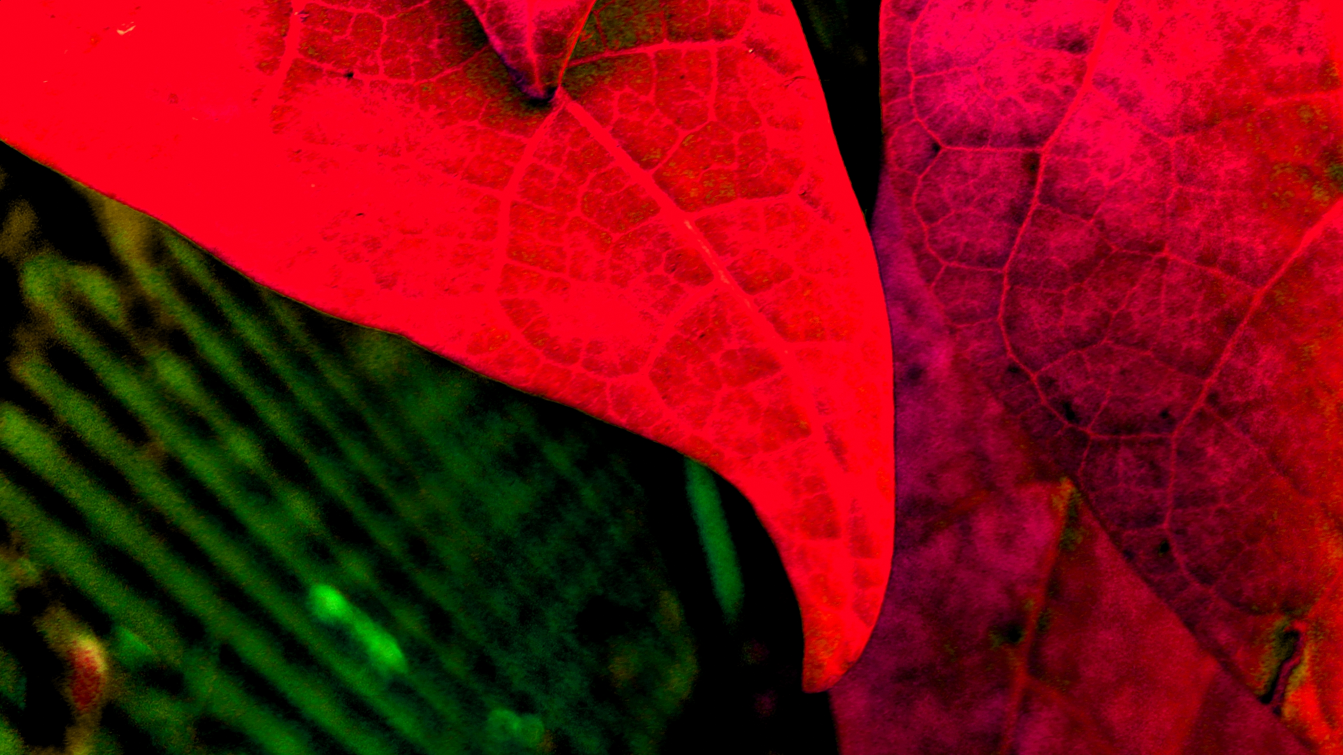 Download Nature Leaf 4k Ultra HD Wallpaper by wanel07