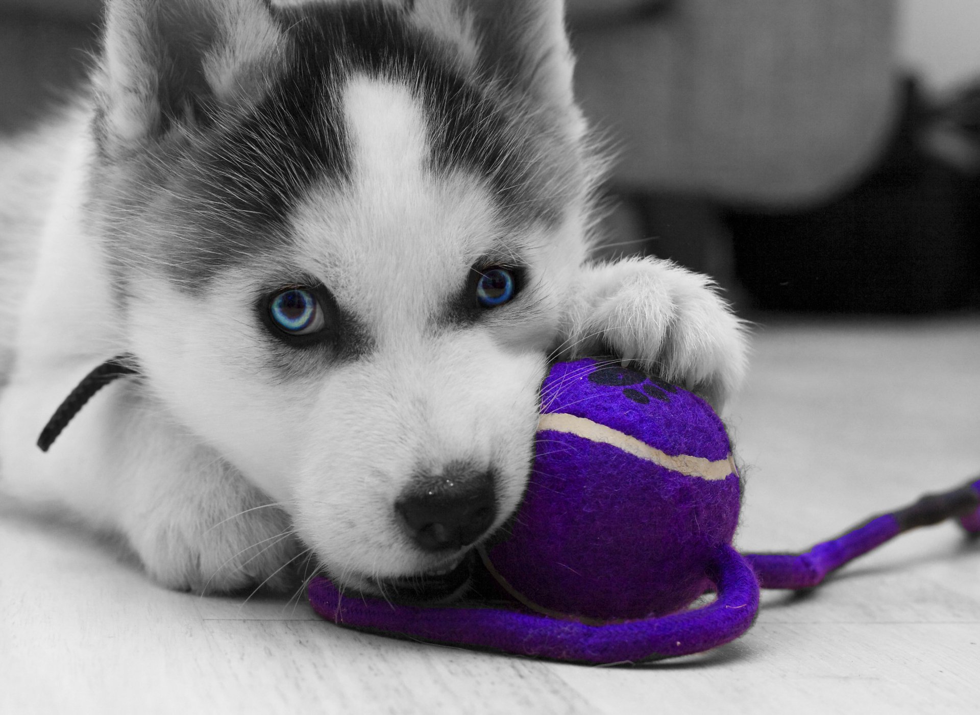 Blue-eyed Siberian husky puppy chewing a purple tennis ball — dog/puppy portrait, 2K Quad HD PC desktop wallpaper background.