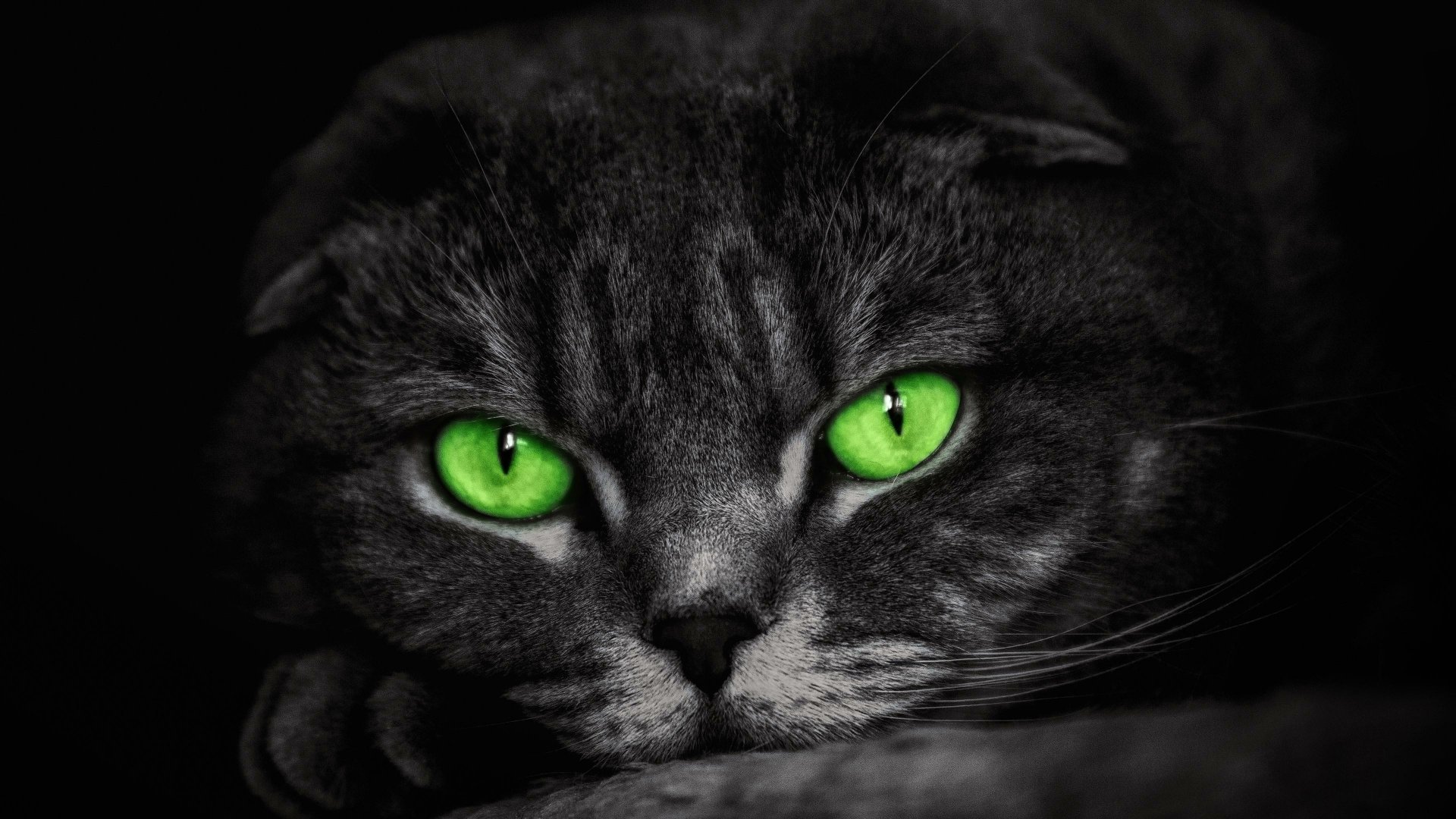 Green-Eyed Cat