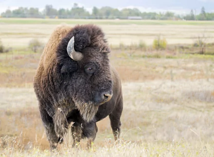 A close-up of an American bison standing in a grassy field, captured in vivid detail as a 4K Ultra HD PC desktop wallpaper background.