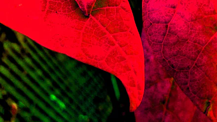 nature leaf HD Desktop Wallpaper | Background Image