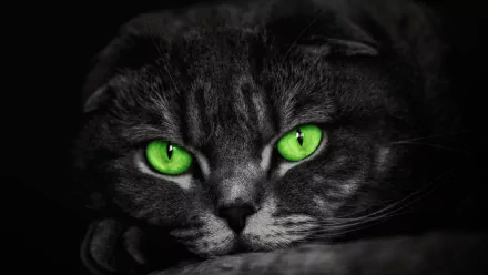  Green-Eyed Cat