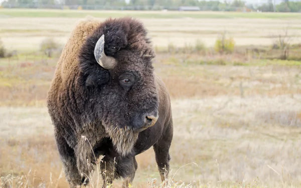 A close-up of an American bison standing in a grassy field, captured in vivid detail as a 4K Ultra HD PC desktop wallpaper background.