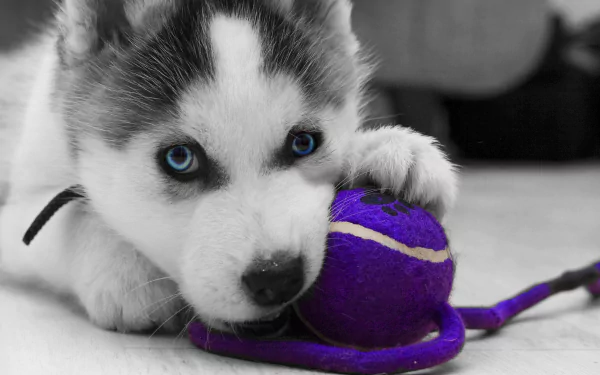 Blue-eyed Siberian husky puppy chewing a purple tennis ball — dog/puppy portrait, 2K Quad HD PC desktop wallpaper background.