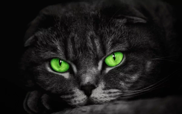  Green-Eyed Cat