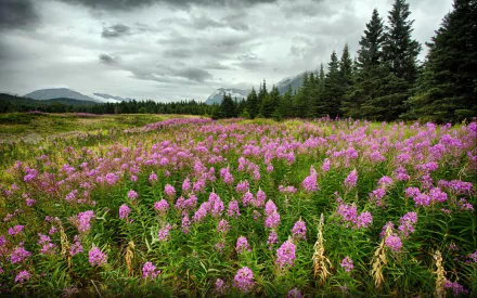 Field of Fireweeds in Alaska