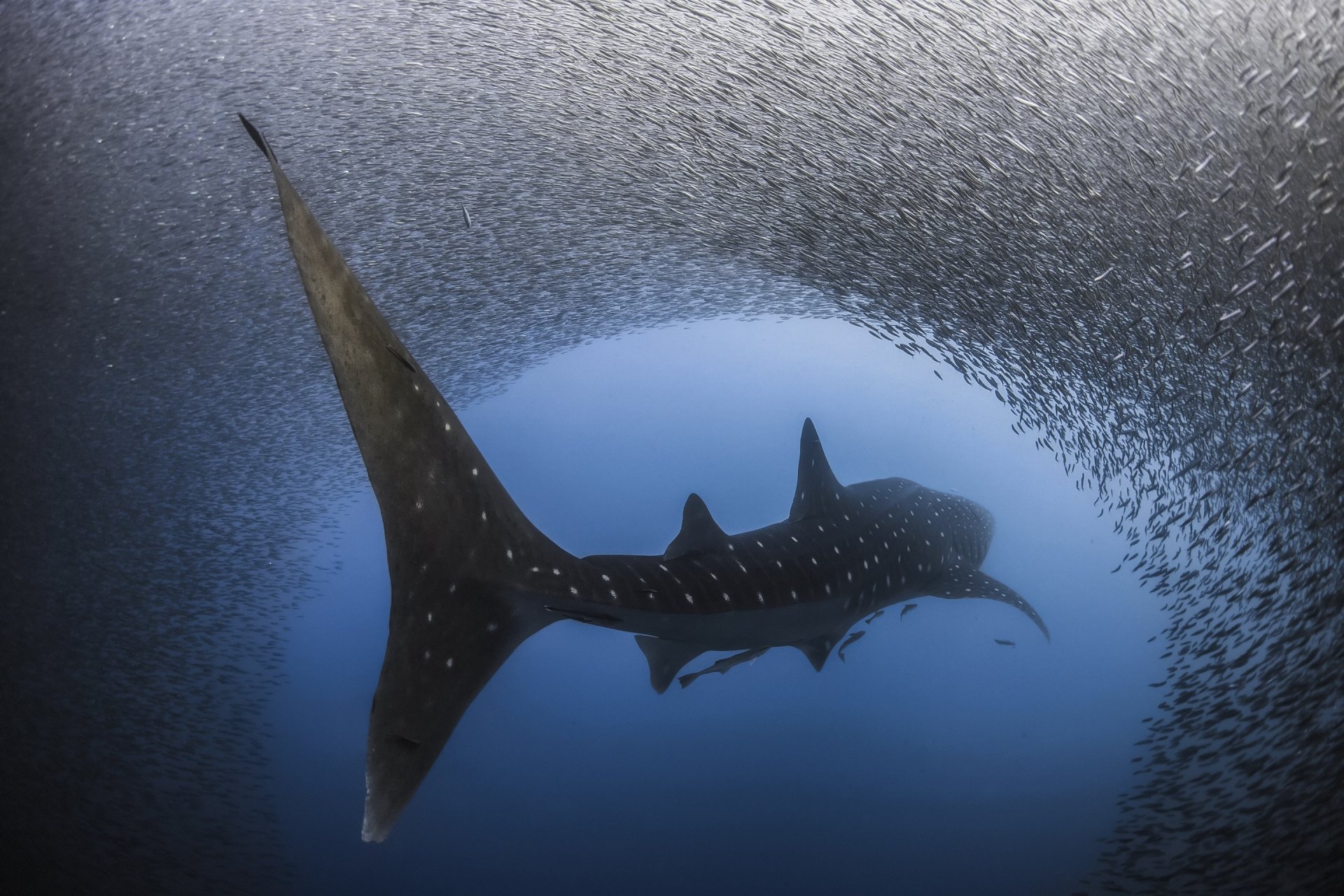 HD desktop wallpaper showcases a stunning underwater scene featuring a majestic whale shark swimming amidst a swirling school of small fish, highlighting the beauty of sea life.