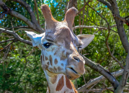 Animal giraffe HD Desktop Wallpaper | Background Image