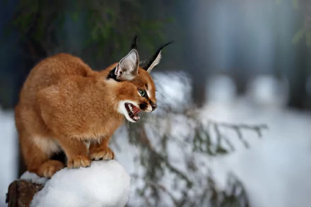 Animal caracal HD Desktop Wallpaper | Background Image