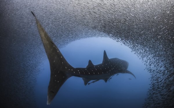 Animal Whale Shark Sharks Shark Fish Underwater Sea Life HD Wallpaper | Background Image